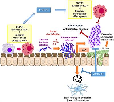 Resolving Viral-Induced Secondary Bacterial Infection in COPD: A Concise Review